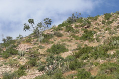 Cabo-Pulmo-Hillside